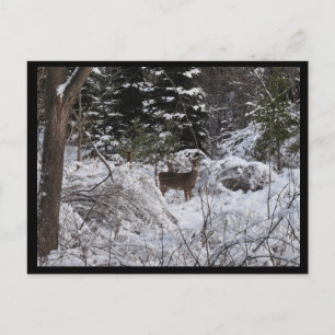Carte Postale Cerf d'hiver