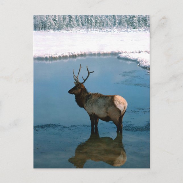 Carte Postale Cerf d'hiver à Pond (Devant)
