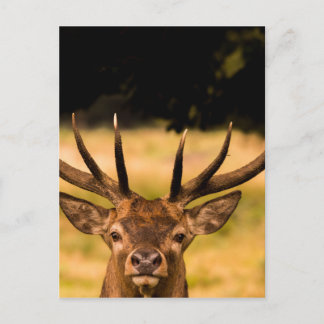 Carte Postale cerf du parc richmond