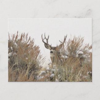 Carte Postale Cerf du Wyoming