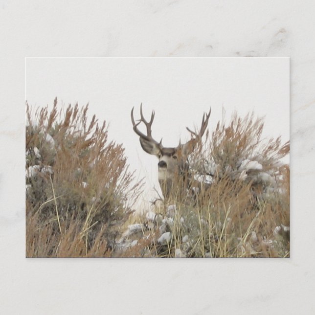 Carte Postale Cerf du Wyoming (Devant)