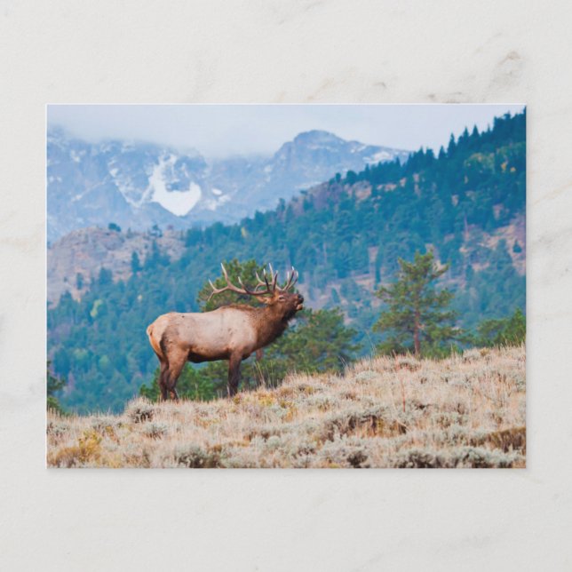 Carte Postale Cerf élaphe (Cervus Elephus) mâle bramant (Devant)