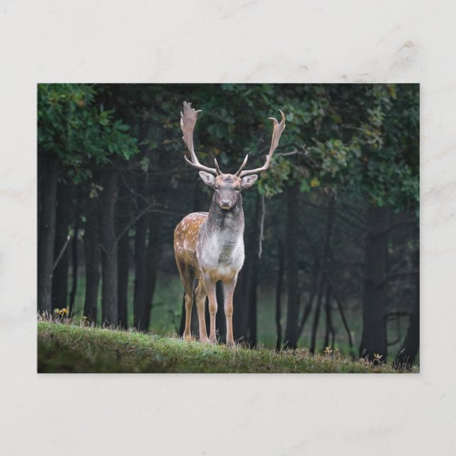 Carte Postale Cerf en jachère (Devant)