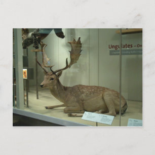 Carte Postale Cerf en jachère (Dama dama)