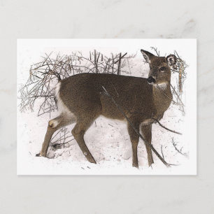 Carte Postale Cerf en neige