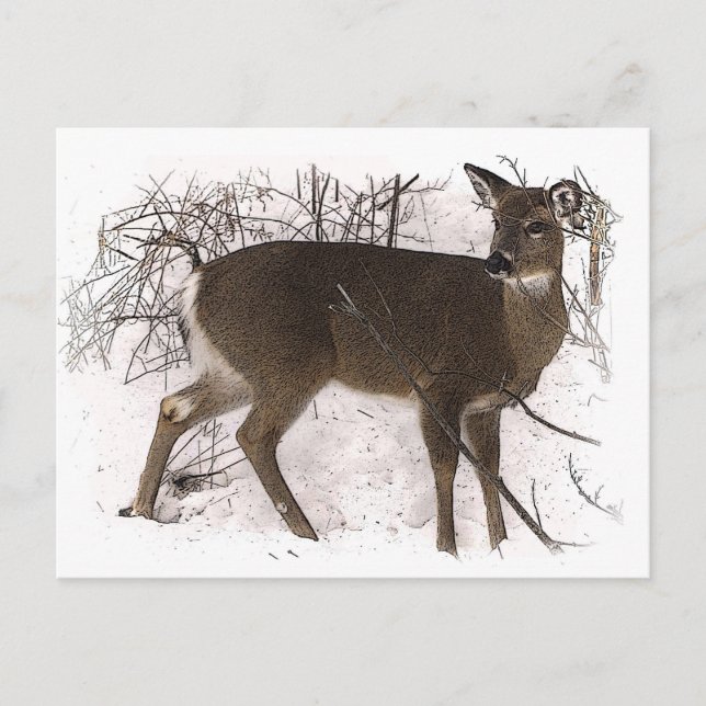 Carte Postale Cerf en neige (Devant)