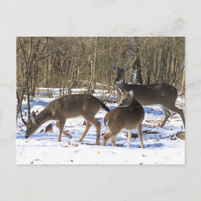 Carte postale - Cerf en neige (Devant)