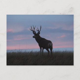 Carte Postale Cerf Mule D3 Lever du Soleil Buck