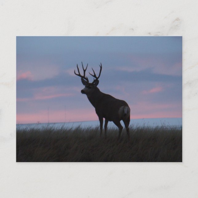 Carte Postale Cerf Mule D3 Lever du Soleil Buck (Devant)