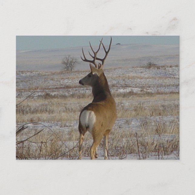 Carte Postale Cerf mulet mâle D20 dans la neige (Devant)