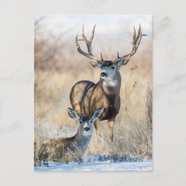 Carte Postale Cerf mulet mâle et femelle (Devant)