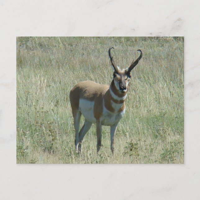Carte Postale Cerf pronghorn A13 (Devant)