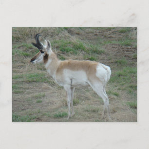 Carte Postale Cerf pronghorn A26