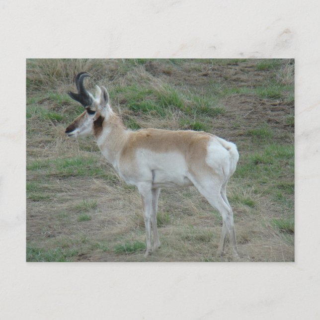 Carte Postale Cerf pronghorn A26 (Devant)