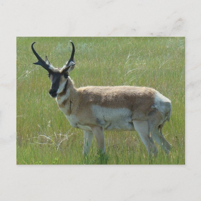 Carte Postale Cerf pronghorn A36 (Devant)