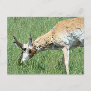 Carte Postale Cerf pronghorn mâle broutant
