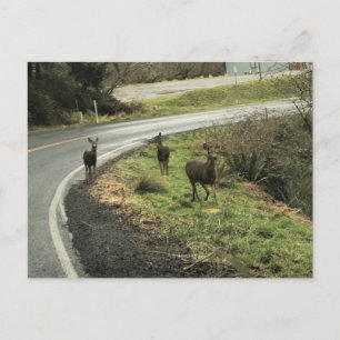 Carte Postale Cerf sur la route, Cap Déception, WA