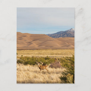 Carte Postale Cerf sur les plaines Great Colorado Dunes de sable