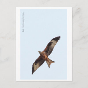 Carte Postale Cerf-volant rouge dans le ciel