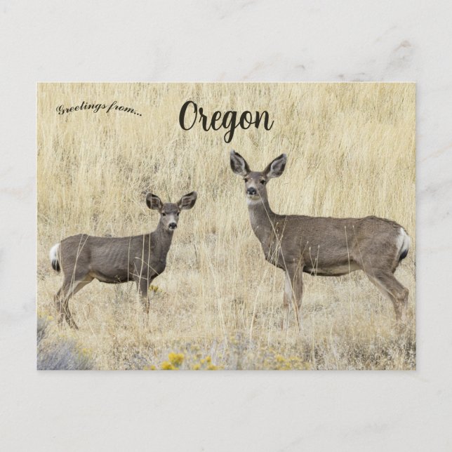 Carte Postale Cerfs à Klamath Falls Oregon États-Unis (Devant)
