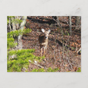 Carte Postale Cerfs Adorables dans la Photographie de Nature en