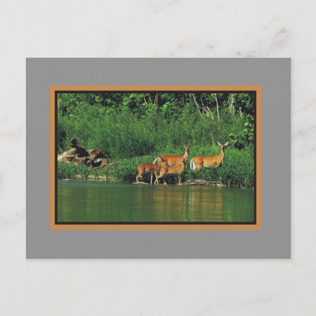 Carte Postale Cerfs communs le long de la berge (Devant)