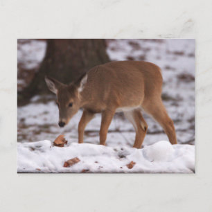 Carte postale Cerfs dans la neige
