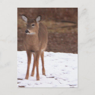 Carte postale Cerfs dans la neige