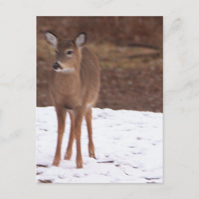 Carte postale Cerfs dans la neige (Devant)
