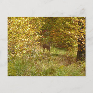 Carte Postale Cerfs de Pennsylvanie en automne
