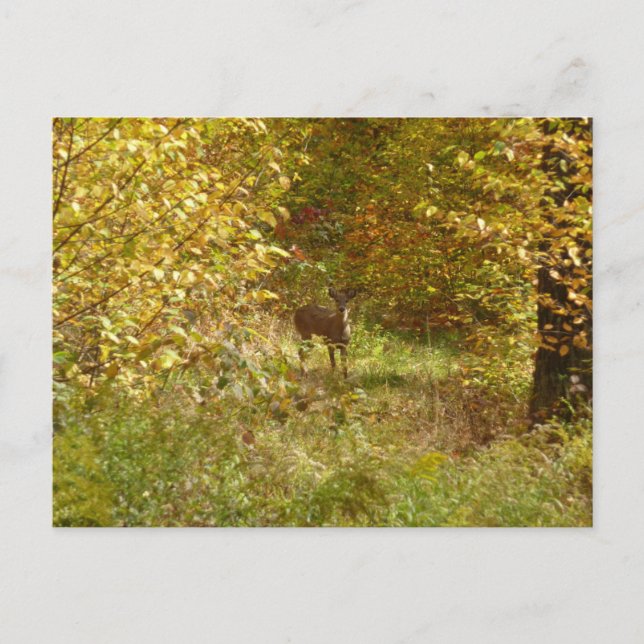 Carte Postale Cerfs de Pennsylvanie en automne (Devant)
