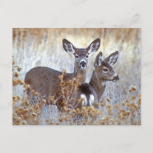 Carte Postale Cerfs Mulets Sauvages Californie