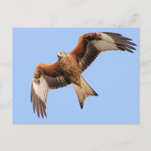 Carte Postale Cerfs-volants rouges (Devant)