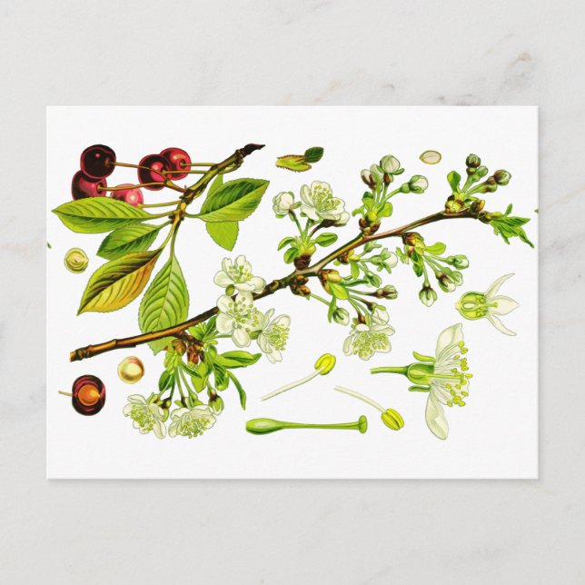 Carte Postale cerise (Devant)