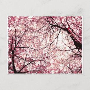 Carte Postale cerise fleurie 2