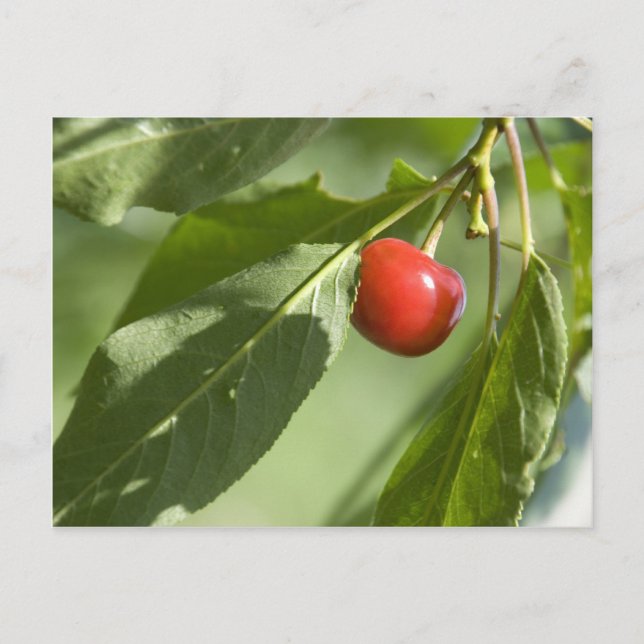 Carte Postale cerise rouge (Devant)