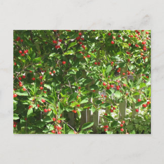 Carte Postale Cerises à tarte rouge