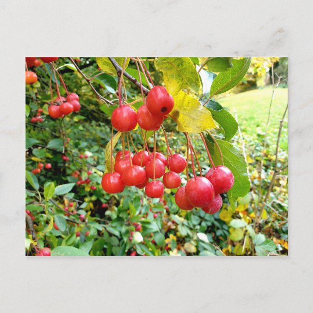 Carte Postale Cerises dans le Parc (Devant)
