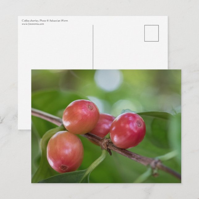Carte Postale Cerises de café (Devant / Derrière)