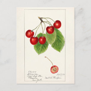 Carte Postale Cerises (Prunus Avium) Aquarelle de fruits Peintur