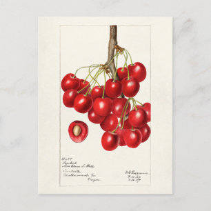 Carte Postale Cerises (Prunus Avium) Aquarelle de fruits Peintur