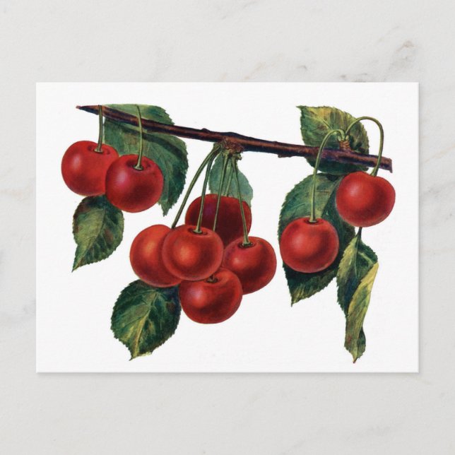 Carte Postale Cerises Rouges (Devant)