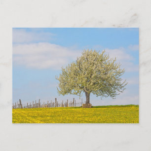 Carte Postale Cerisier Au Printemps