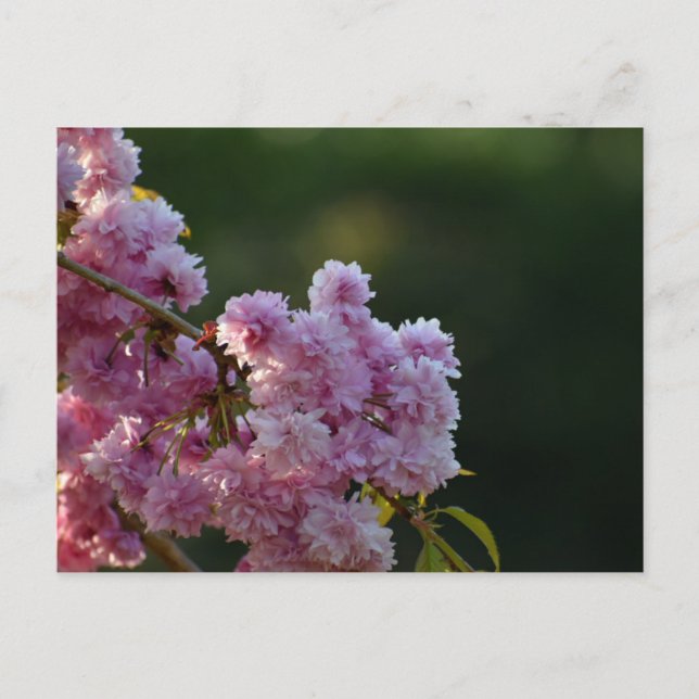 Carte Postale Cerisier en fleurs  (Devant)