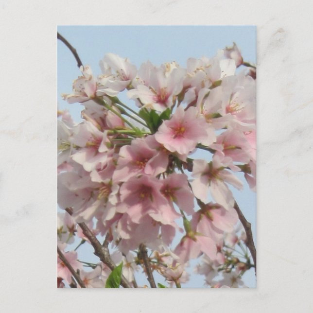 Carte Postale Cerisier en fleurs (Devant)