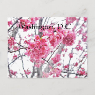 Carte Postale Cerisier en fleurs à Washington, D.C.