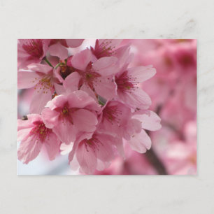 Carte Postale Cerisier en Fleurs : Japon