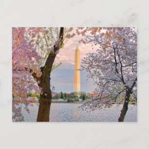 Carte Postale Cerisiers en fleurs