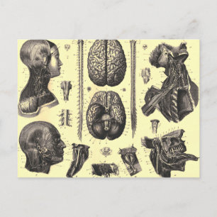 Carte Postale Cerveau anatomique et plus