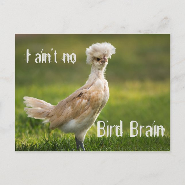 Carte Postale Cerveau d'oiseaux Drôle poulet (Devant)